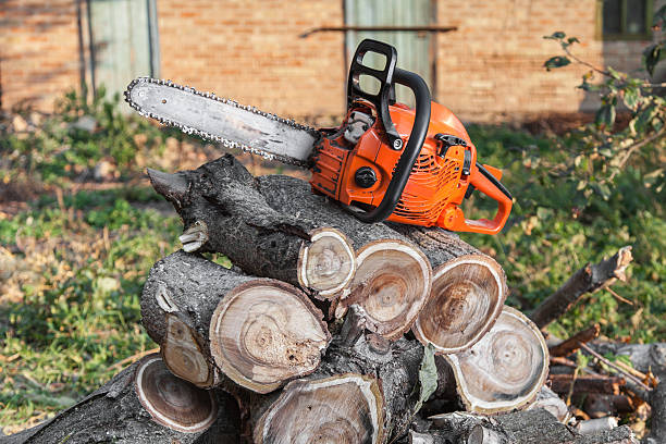 Professional Tree Service in Tecumseh, MI